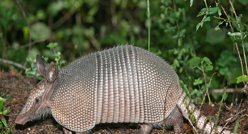 Mató de un disparo a un armadillo; bala rebota e impacta en su suegra. (Foto: Wikipedia)