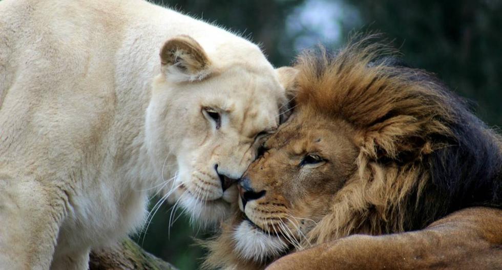 Ambos animales habían llegado al zoológico de Brookfield, de Illinois (Estados Unidos), en 2008. Desde entonces habían sido considerados como pareja. (Foto: Referencial/Pixabay)