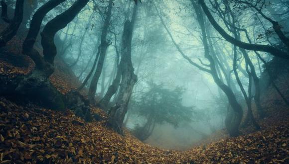 Hace unos 130 millones de años las primeras plantas con flores aparecieron en la Tierra, se extendieron y diversificaron en 300.000 especies. (Foto: Getty Image)