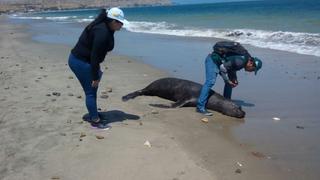 Piura: Minagri reporta 31 lobos marinos muertos en playas de Talara