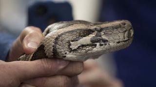 Una cafetería donde puedes acariciar reptiles