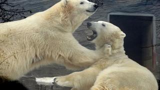 Osos polares son empujados al canibalismo por deshielo en el Ártico