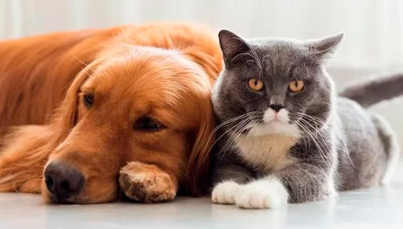 Si el perro y/o el gato evidencian una conducta agresiva hacia el otro animal, es indispensable contactar a un experto en conducta animal. (Foto: @Freepik)