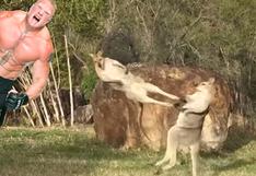YouTube: dos canguros emulan caótica pelea como en WWE