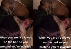 Perro pretende ser ‘invisible’ para dormir con sus dueños | VIDEO