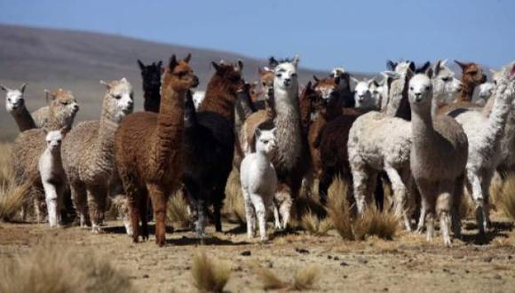 Puno: más de 171.000 alpacas murieron debido al frío extremo
