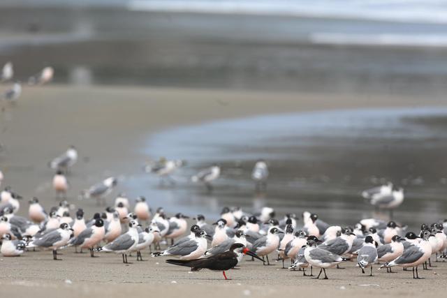 Además de gaviotas Franklin se puede observar otras especies de aves, como el rayador americano. (Hugo Curotto / GEC)