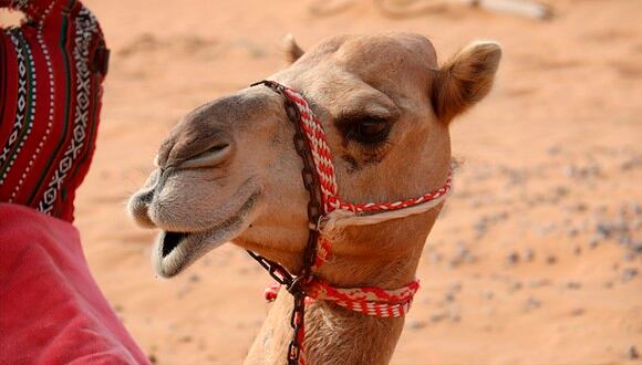 En busca del camello más bello en Catar en un certamen que escapa del bloqueo. (taniadimas / Pixabay)<br>