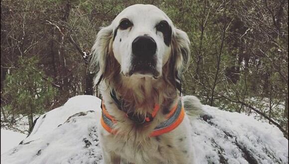 'Pete' es un valiente perro que sacrificó su vida por salvar a su dueño y a su manada de un oso negro. (Foto: Instagram)