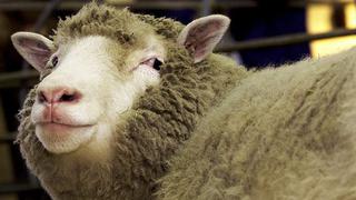 Insertan con éxito células humanas en embriones de oveja
