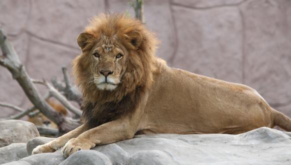 El león ‘Sultán’, que hace poco tuvo una cachorra, será agasajado mañana en el Parque de las Leyendas.