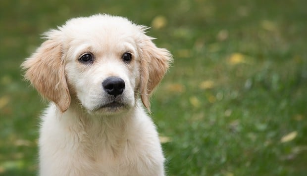 El triste y conmovedor mensaje que un perro que acababa de ser abandonado llevaba colgado en su collar