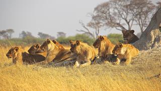 Elefante mató a cazador y su cuerpo fue devorado por manada de leones en Sudáfrica