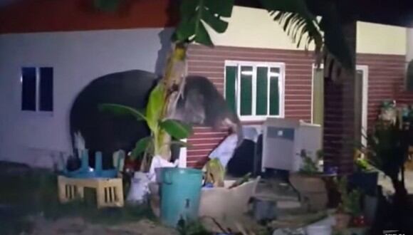 Un travieso elefante hizo de las suyas en el jardín de una casa que invadió el pasado 28 de diciembre | Foto: Captura de video YouTube / Viral Press