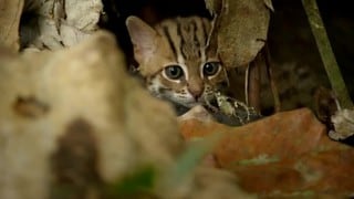 El gato más pequeño del mundo podría caber en la palma de tu mano incluso si ya es un adulto