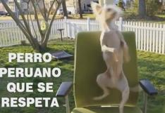 Perro peruano que baila festejo deleita al mundo con este video