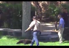 YouTube: Oso es rescatado tras quedar atrapado en lo alto de un árbol | VIDEO 