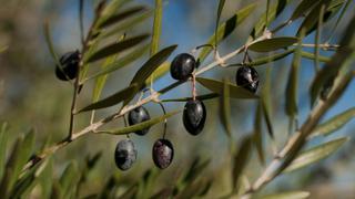 Aceite de oliva y micobacteria ayudan contra cáncer de vejiga