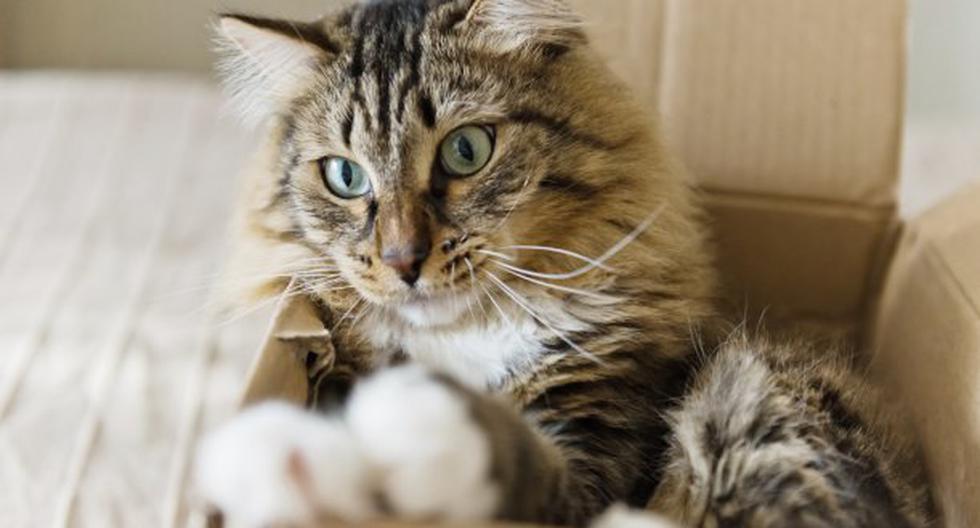 Los gatos aman las cajas. (Foto: ThinkStock)