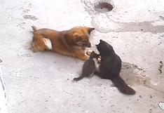 Gata le presenta sus crías a su viejo amigo, un perro