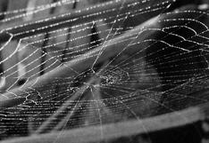 Miles de aplicaciones verán la luz tras invento de nueva seda de araña artificial