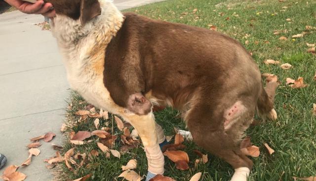 Perro fue encontrado dos días después y con graves quemaduras en sus patas. (Foto: GoFundMe)