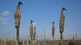 Gallinazos de Cristina Planas, firme en los Pantanos de Villa