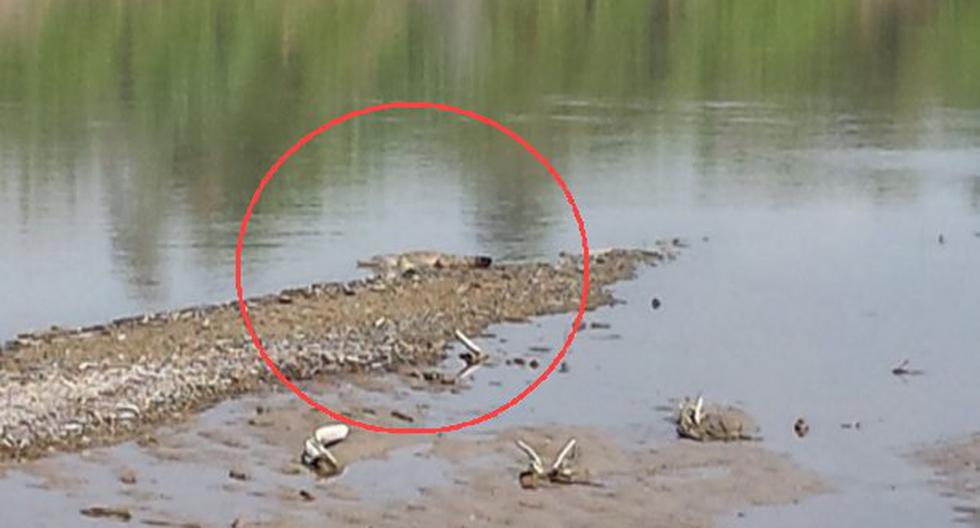 Tres cocodrilos sorprendieron en Tumbes. (Foto: Andina)