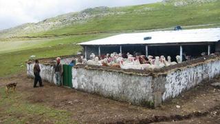 Midagri: Agro rural implementa cobertizos en Áncash para protección de ganado