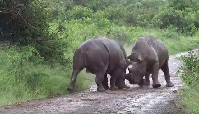 Los dos mamíferos se golpeban mutuamente con sus cuernos. (YouTube: Caters Clips)