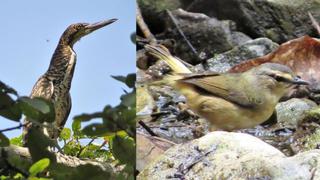Registran por primera vez nuevas especies de aves en Tumbes