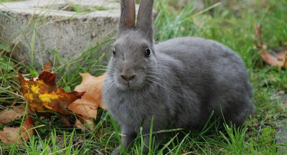 Conejo escavó en el patio de su casa y encontró un objeto que llamó la atención de todos. (Foto: Pixabay)