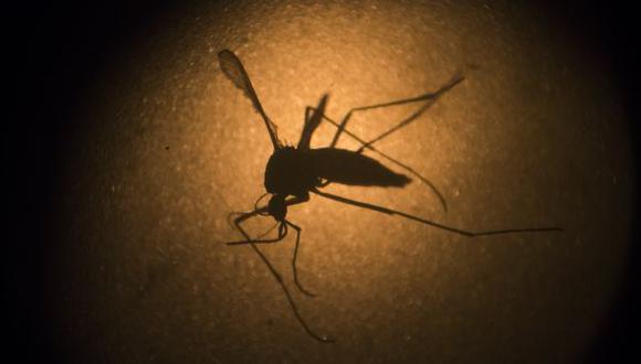 Bacteria reduce la capacidad del mosquito para transmitir zika