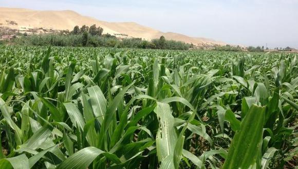 Minam aprobó regulación de cultivos y productos trásgenicos