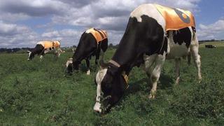 Los humanos pueden beber leche de vaca gracias a una mutación