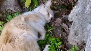 Vecinos indignados por muerte de gatos del parque Kennedy