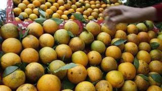 Naranjas, una nueva clave para combustibles más eficientes