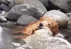 Perro se relaja sobre las rocas de un arroyo y se roba el corazón de todos en Facebook