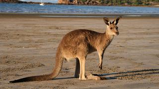 COP 20: Los animales en extinción por el cambio climático