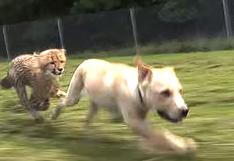 YouTube: perro y guepardo bebé, amigos inseparables ¡Conmovedor!