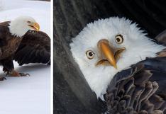 Águila calva herida fue salvada con una red, una jaula para perros y un trineo