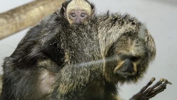 Centroamérica: hallan restos de monos de hace 21 mlls. de años