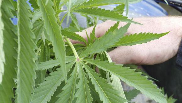 Policía destruye 35 mil plantones de marihuana