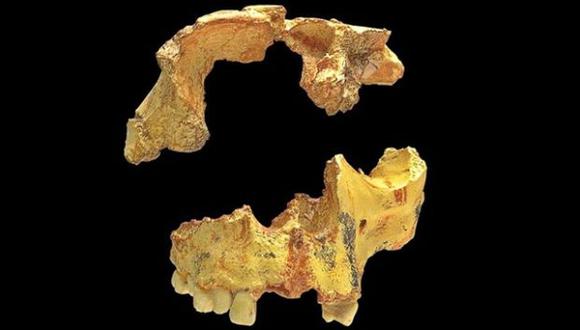 El Homo antecessor tiene una antigüedad de entre 772 mil y 949 mil años. (Foto: Wikimedia Commons)
