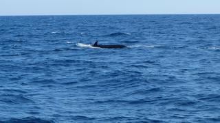 "Se vuelven frágiles, enfermos y hambrientos": Hallan plásticos hasta en el vientre de las ballenas | FOTOS