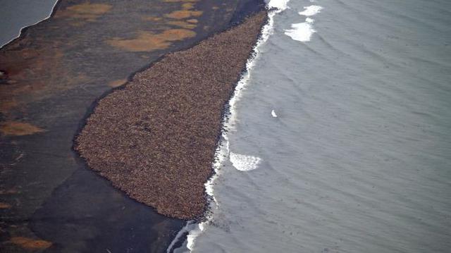 Unas 35.000 morsas son varadas en Alaska por falta de hielo - 1