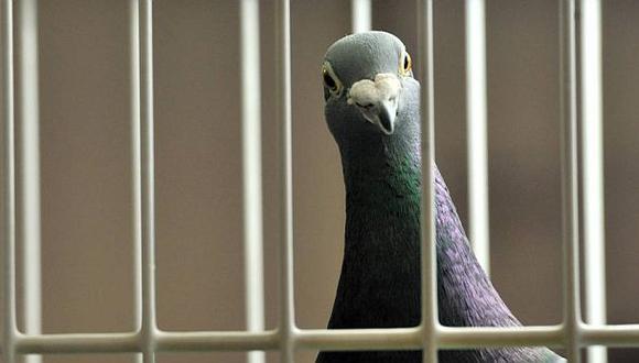 La curiosa historia de las palomas "espías" arrestadas en India