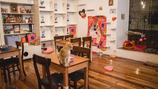 Día del Gato: 10 cafeterías en el mundo inspiradas en el amoroso felino