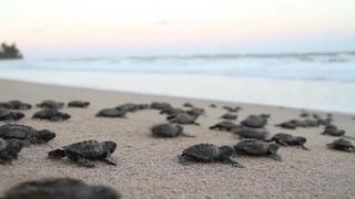 Las tortugas marinas, mayores víctimas del derrame de petróleo en Brasil
