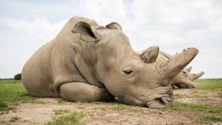 ¿Sabías que solo quedan dos rinocerontes blancos del norte en el mundo? La desoladora imagen de uno de ellos